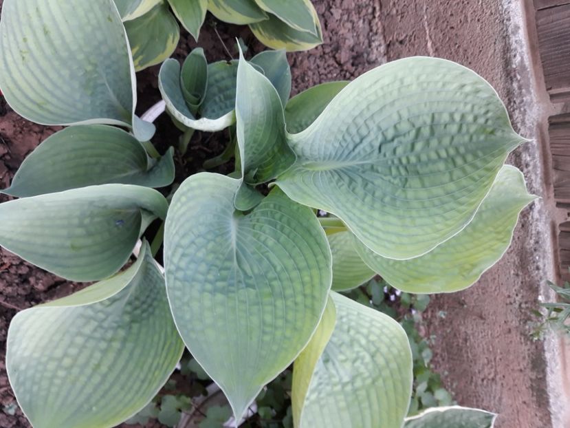  - Flori de grădină-2020