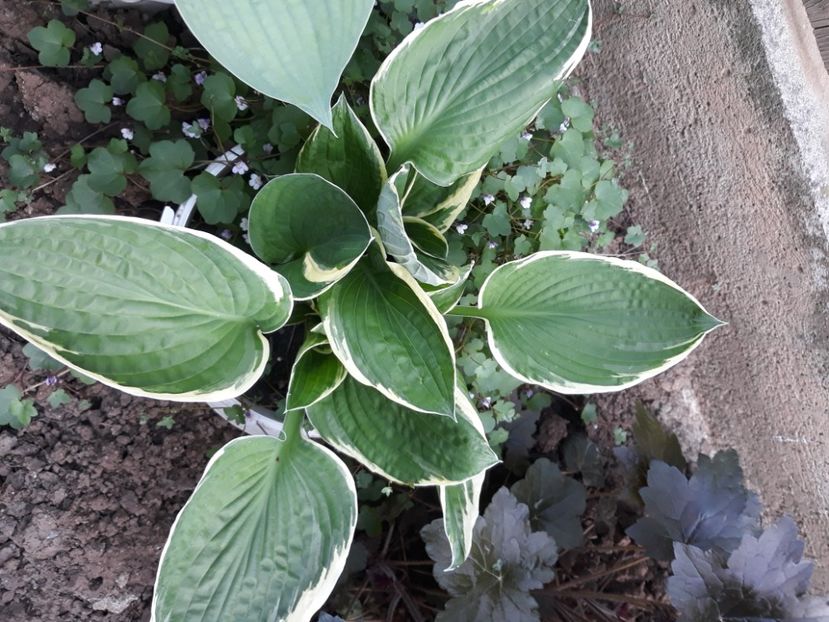  - Flori de grădină-2020