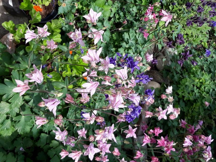  - Flori de grădină-2020