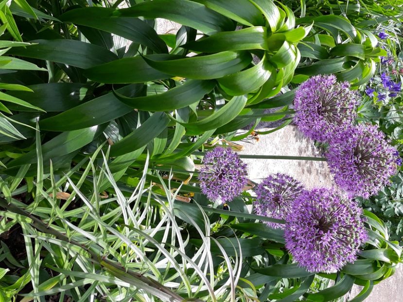  - Flori de grădină-2020