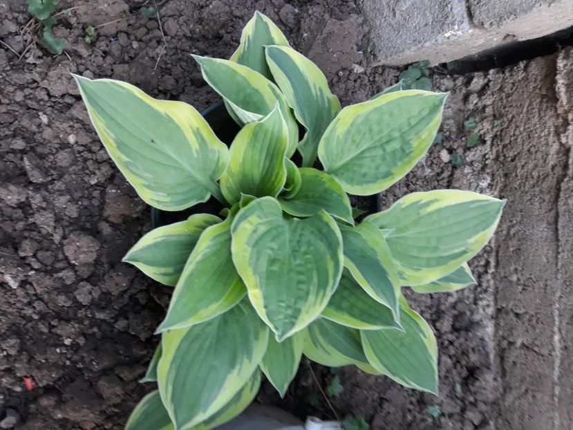  - Flori de grădină-2020