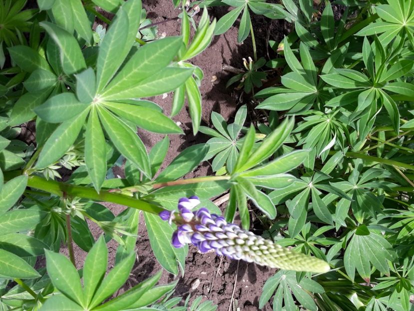  - Flori de grădină-2020