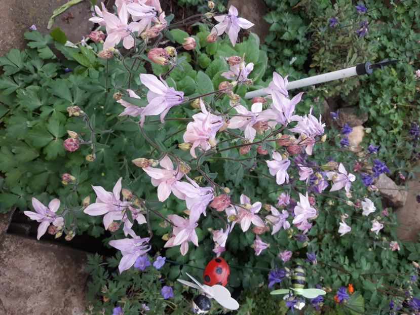  - Flori de grădină-2020