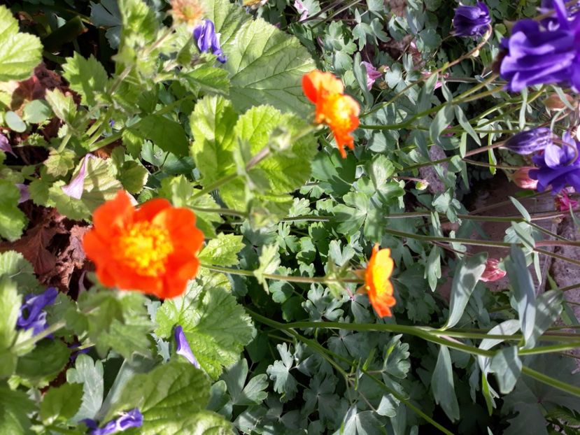  - Flori de grădină-2020