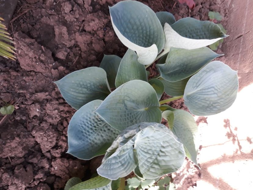  - Flori de grădină-2020