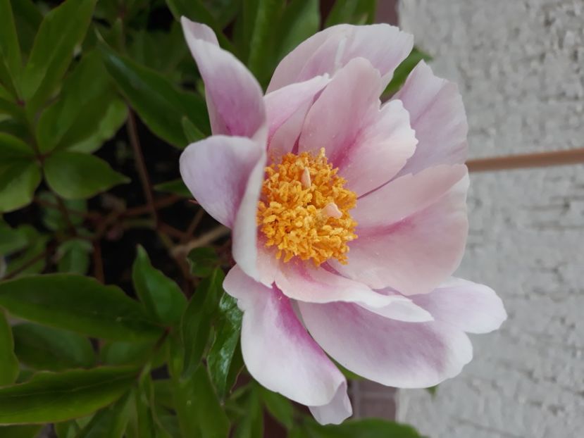  - Flori de grădină-2020