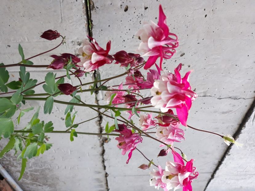  - Flori de grădină-2020