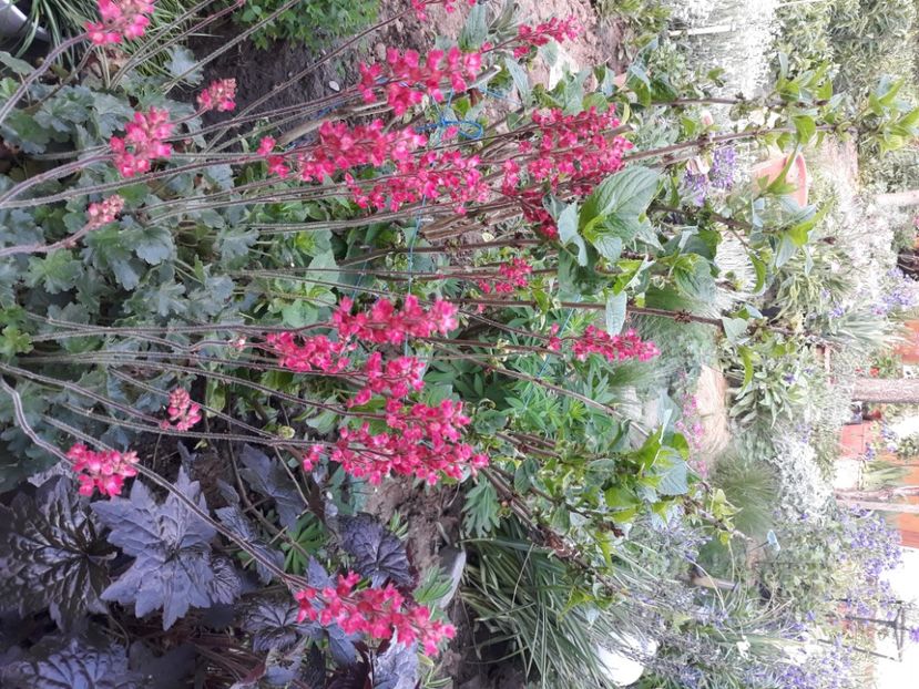  - Flori de grădină-2020