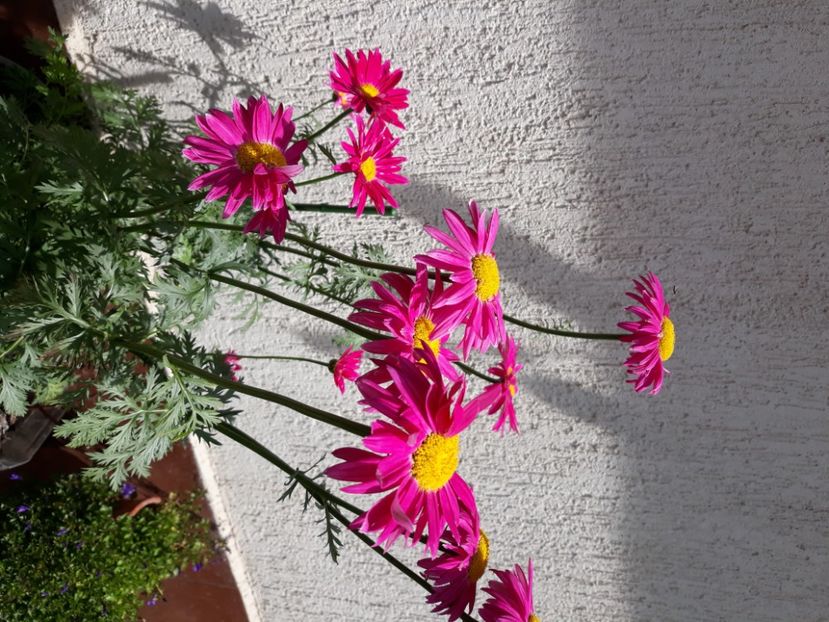  - Flori de grădină-2020