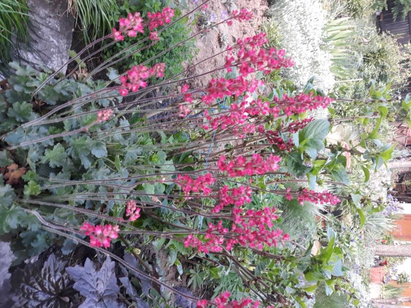  - Flori de grădină-2020