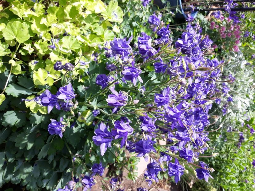  - Flori de grădină-2020