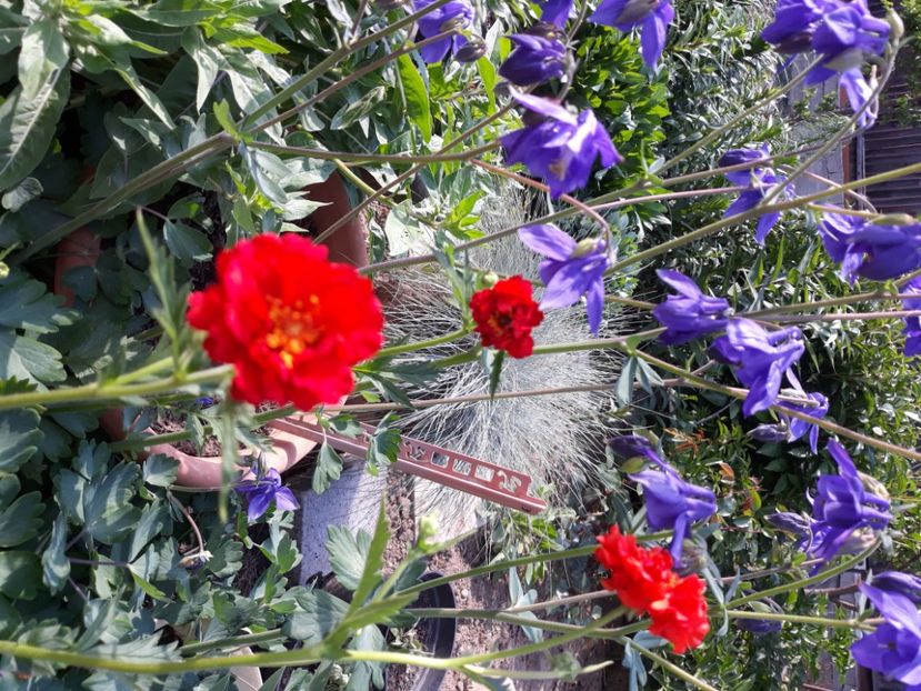  - Flori de grădină-2020