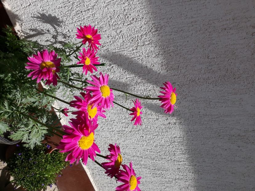  - Flori de grădină-2020