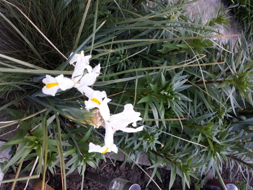  - Flori de grădină-2020