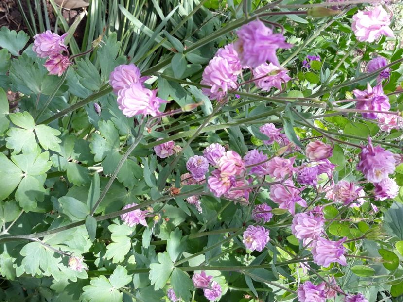  - Flori de grădină-2020