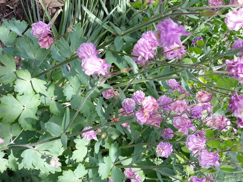  - Flori de grădină-2020