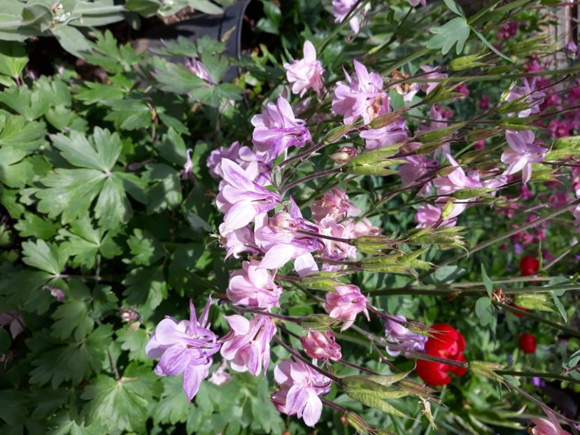  - Flori de grădină-2020