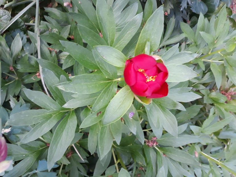  - Flori de grădină-2020