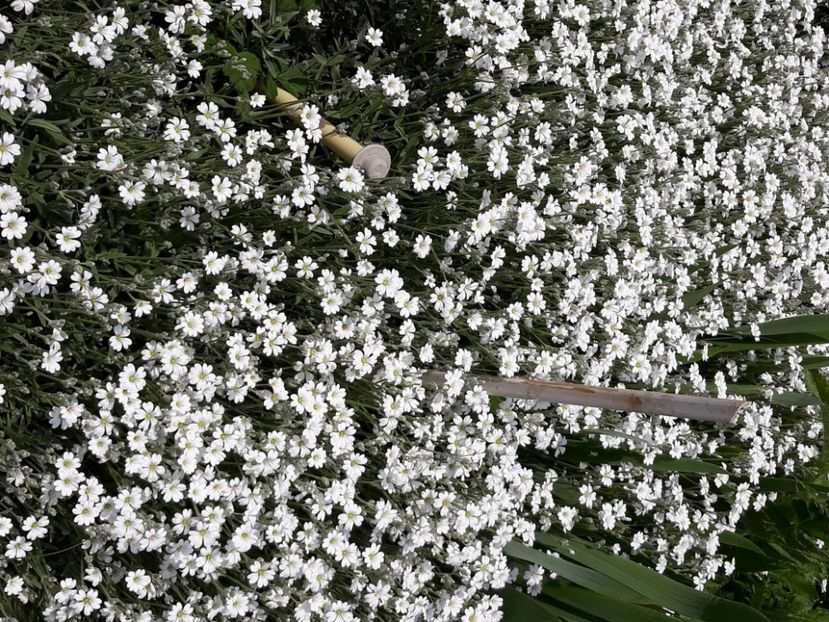  - Flori de grădină-2020