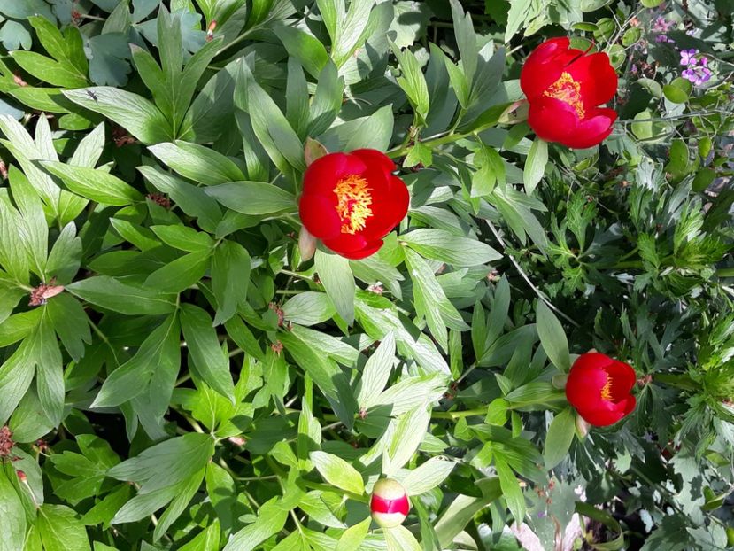  - Flori de grădină-2020