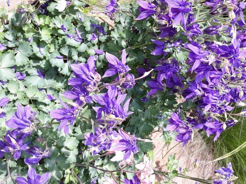  - Flori de grădină-2020