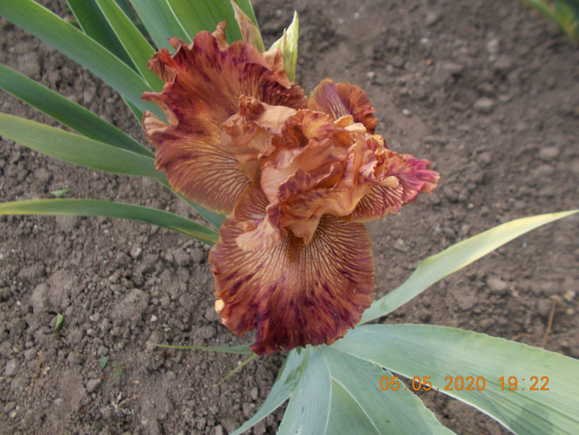 wide brown - IRISI -NOUTATI - 2020