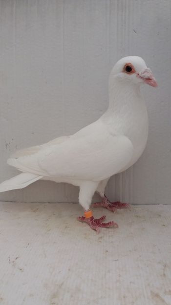 M 2019 vandut - De! voiajori vanduti