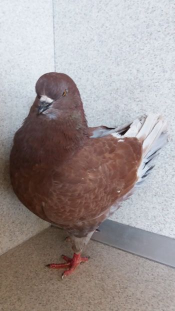 F 2018 vanduta - De vanzare kingi