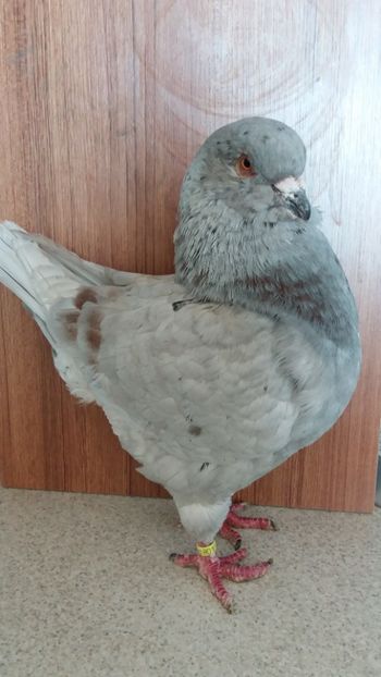 M 2017 vandut - De vanzare kingi