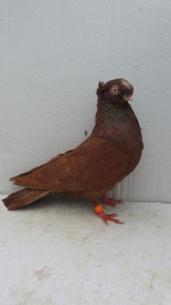 M 2019 - Por bimotati