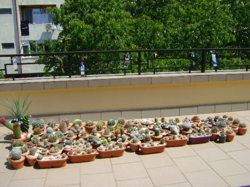 1 mai - inceput de sezon - Cactusi 2020 evolutie