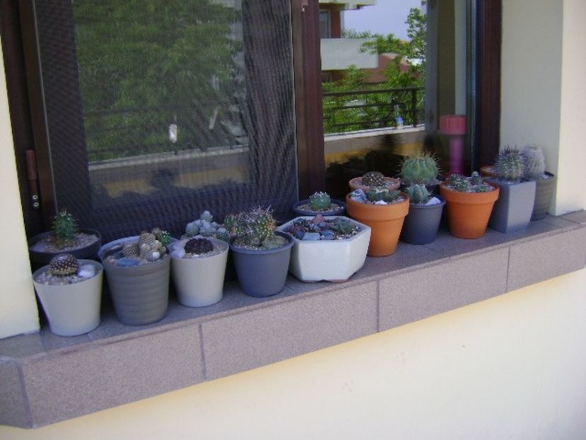 1 mai - inceput de sezon - Cactusi 2020 evolutie