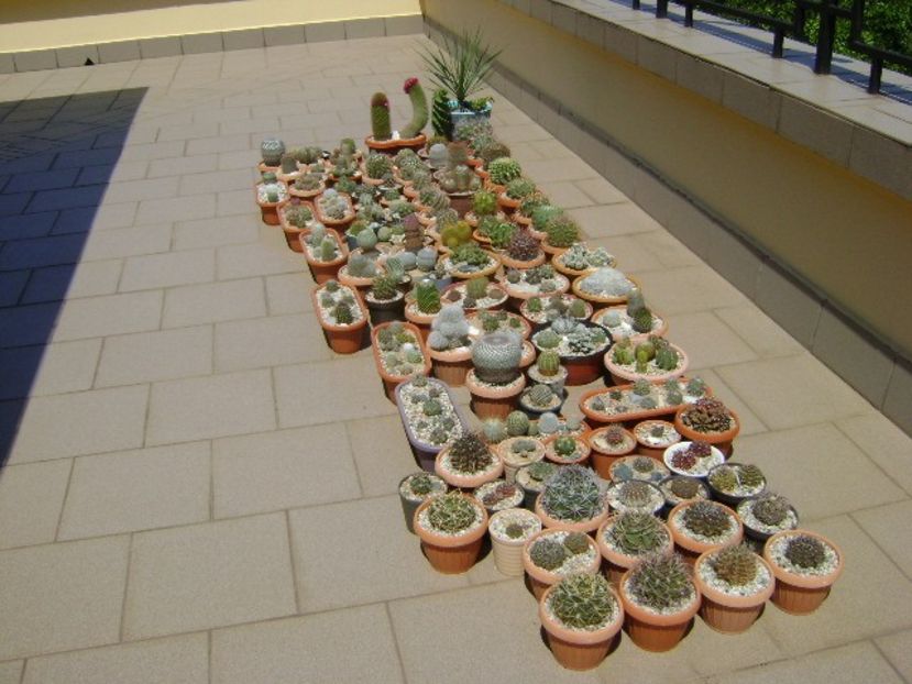 1 mai - inceput de sezon - Cactusi 2020 evolutie