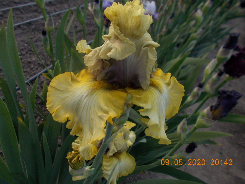 T-v-r0,3-moonson moon-15 - IRISI INALTI SI MEDII DISPONIBILI IN-2023 capitol 1