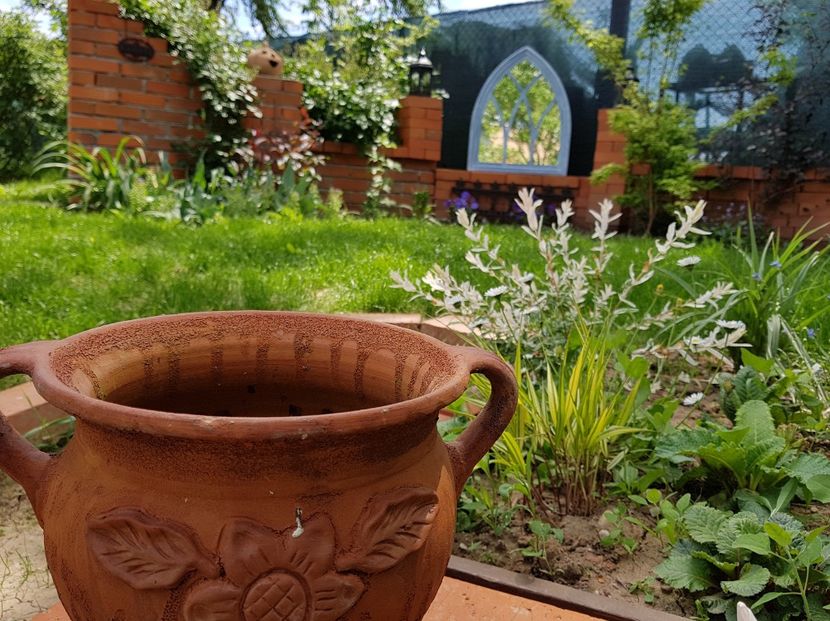 Salcie Hakiro Nishiki - 2020 Aprilie_Proiectul Cetatuia