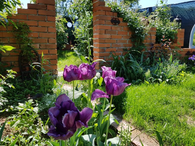 Lalele Victoria, s secret - 2020 Aprilie_Proiectul Cetatuia