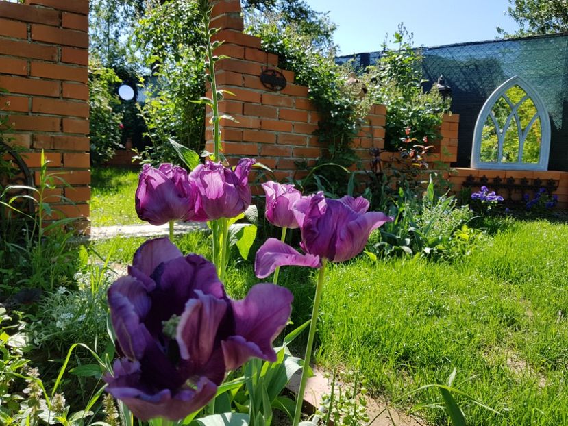 Au stat inflorite de m-am saturat de ele ! - 2020 Aprilie_Proiectul Cetatuia