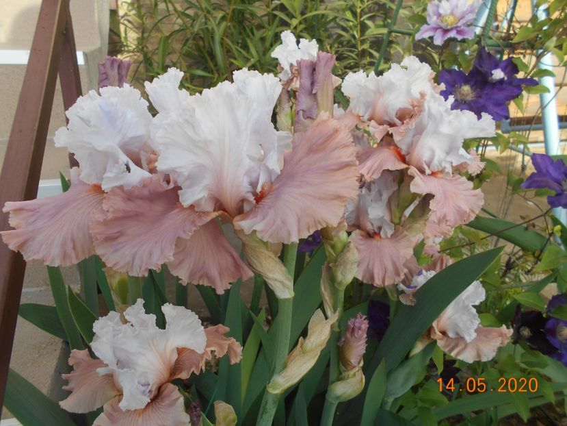 I'm dreaming - 1Irisi 2020