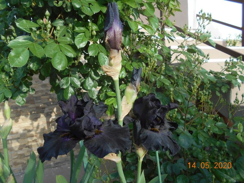 Old Black Magic - 1Irisi 2020