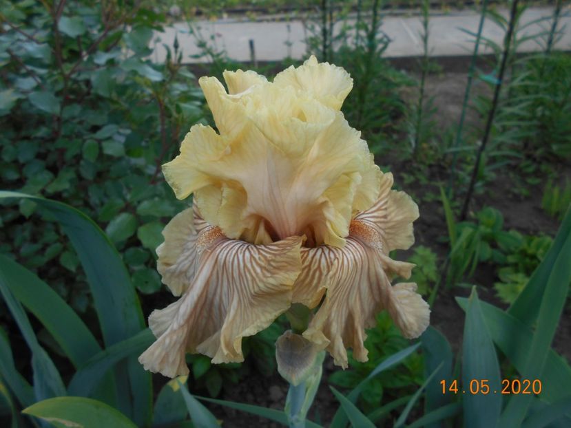 Just Crazy - 1Irisi 2020