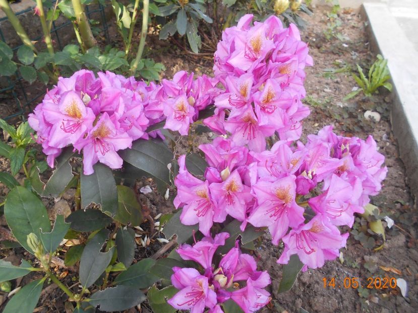  - 1Azalee-rhododendroni-heleborusi-hortensii-hoste 2020