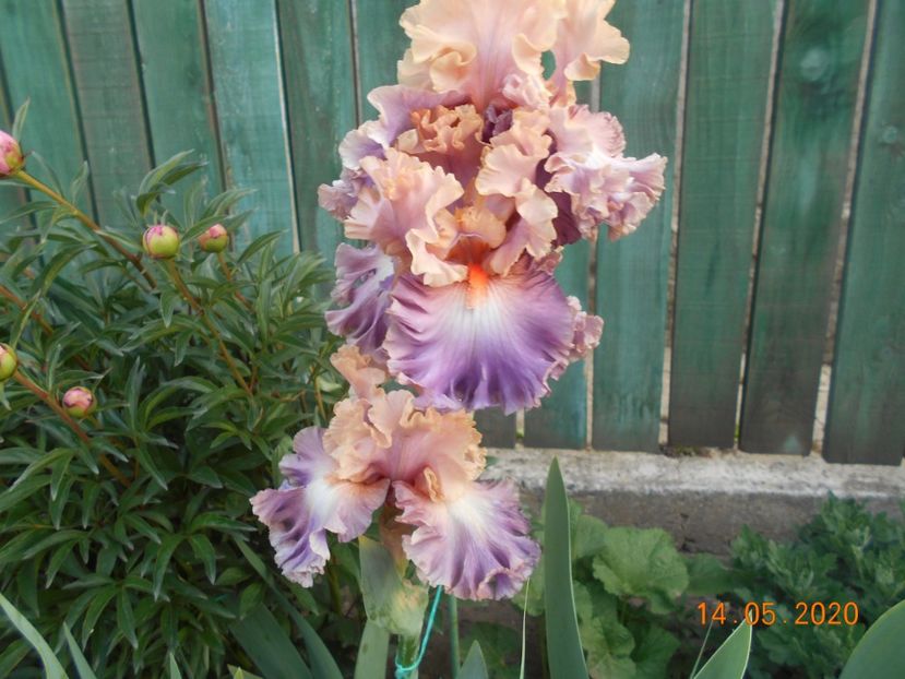 Photogenic - 1Irisi 2020