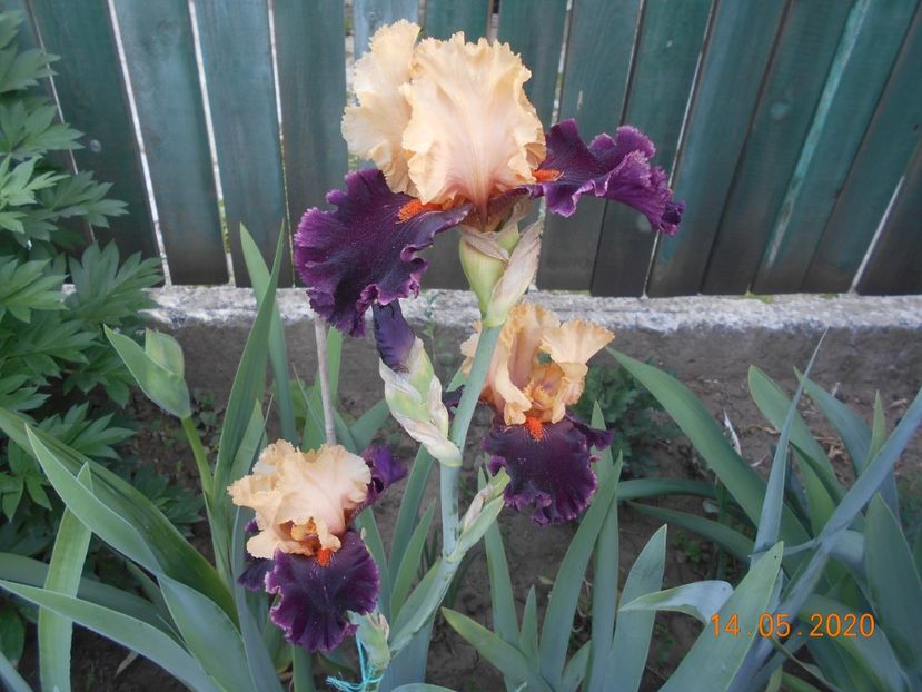 Ocelot - 1Irisi 2020