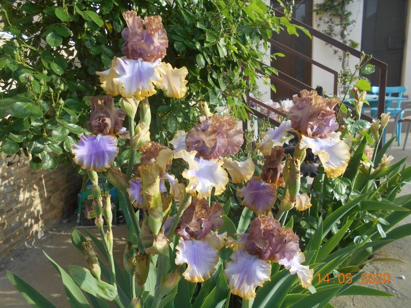 Bratislavan - 1Irisi 2020