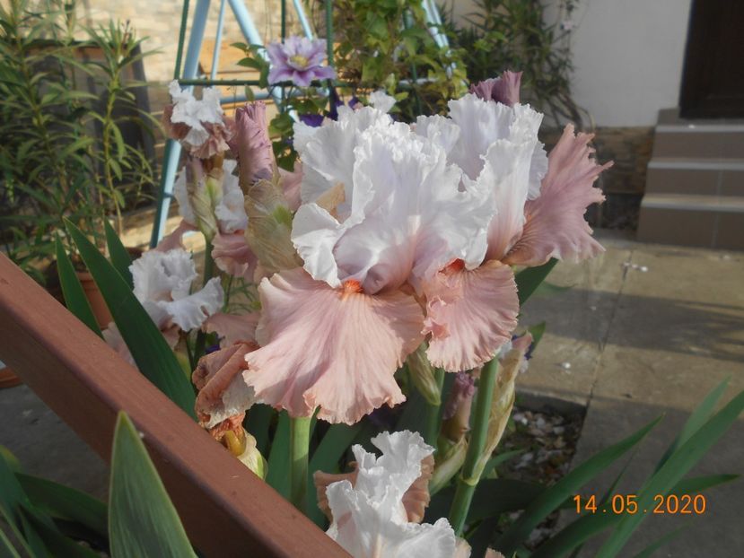 I'm Dreaming - 1Irisi 2020