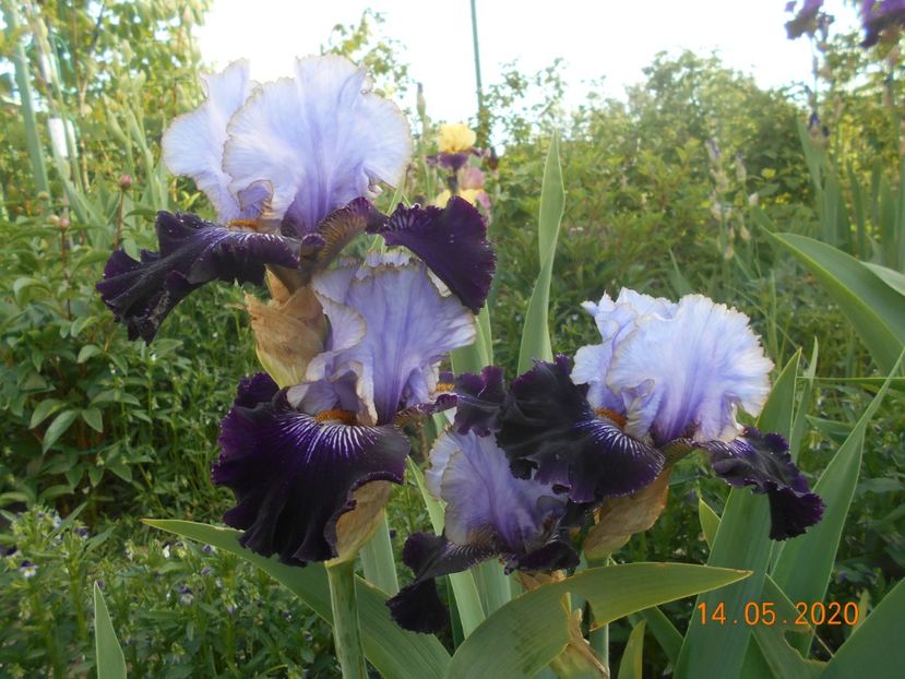 Juliusz Slovacki - 1Irisi 2020