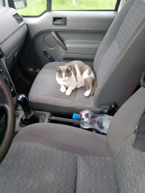  - Micile mele feline 2020