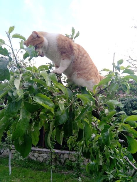  - Micile mele feline 2020