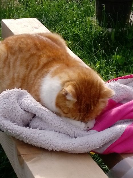 Porto e foarte obosit!!! - Micile mele feline 2020