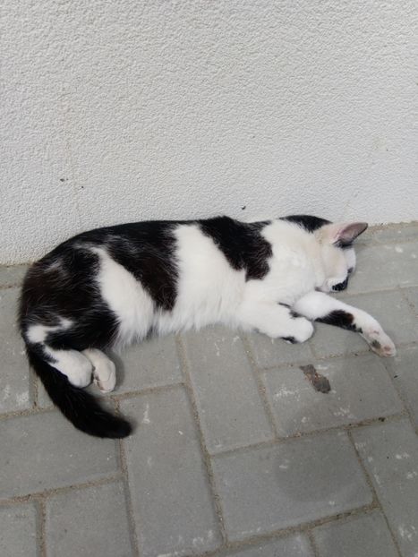 Și Rabitz! - Micile mele feline 2020